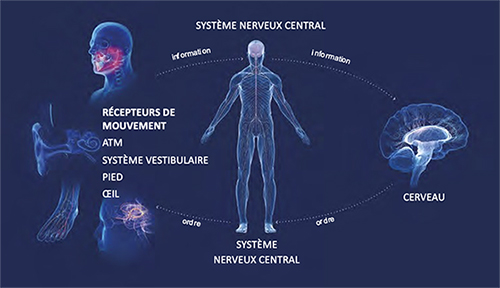 Taopatch signaux thérapeutiques vers votre système nerveux central
